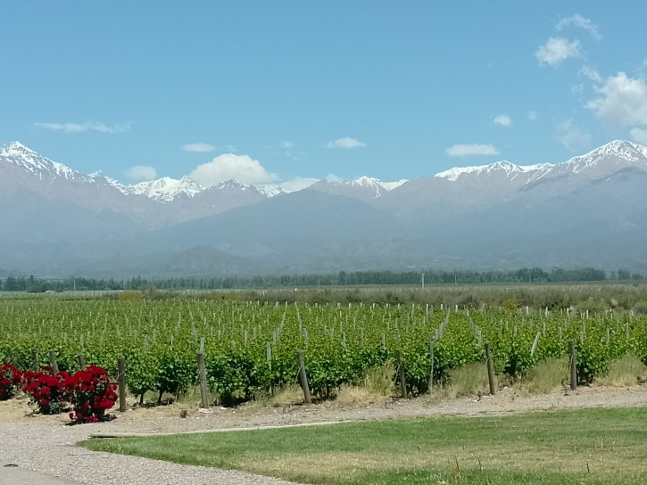 Crops from the Salentein winery with mountains in the background